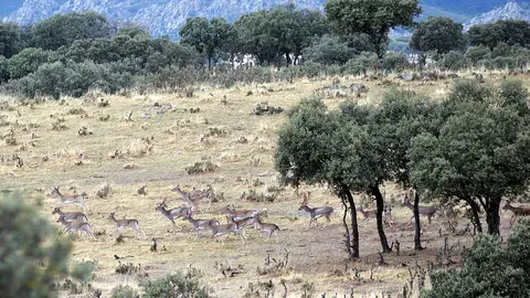 Sierra de Andújar, photo of the place