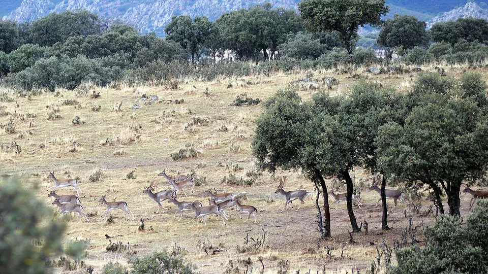 Sierra de Andújar, photo of the place