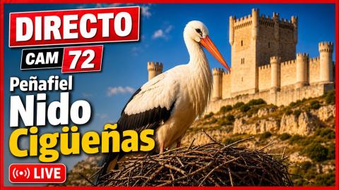 Peñafiel: “Stork nest with the castle behind” camera
