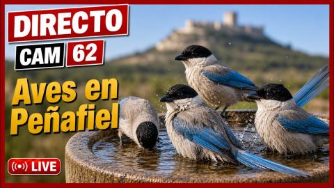 Peñafiel: “Bird fountain in the vineyards” camera